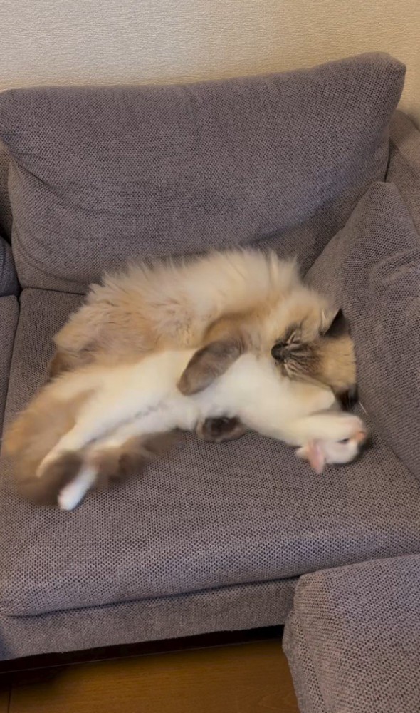 寝返りを打つ白猫と抱きかかえる猫