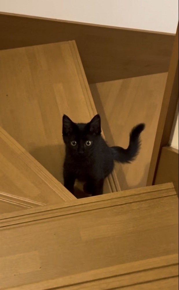 飼い主さんを上目遣いで見る子猫