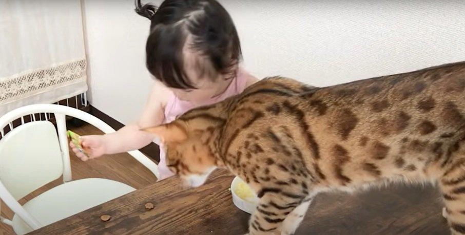 テーブルの上のおやつを眺める猫