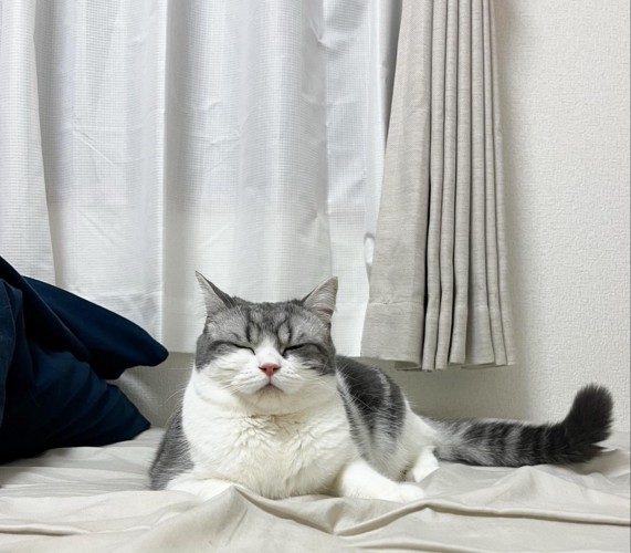 目を閉じる猫