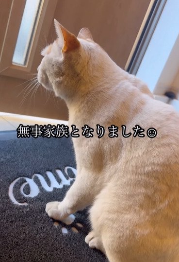 玄関で座る猫