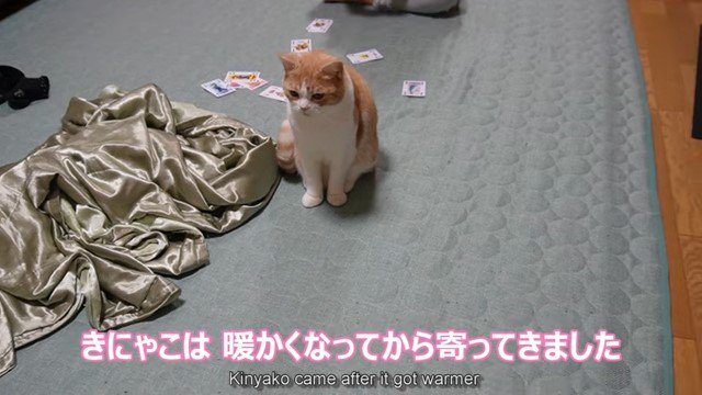 座っている猫