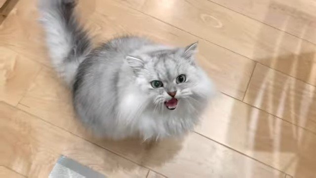 見上げて鳴く猫