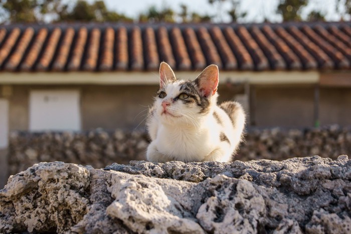 空を見ている猫