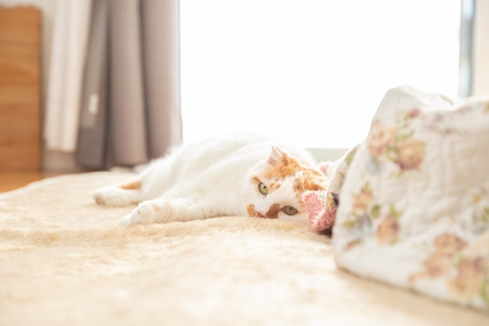 部屋でくつろぐ猫