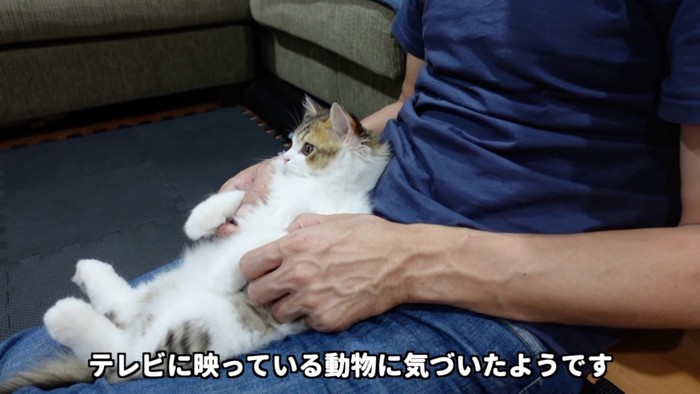 テレビを見る猫