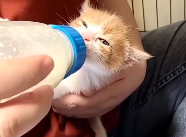 ミルクを飲む子猫