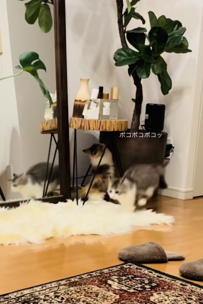 兄ミヌエットに猫パンチをする妹ミヌエット