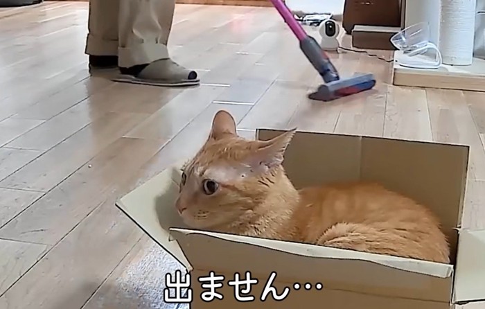 掃除機をかけるパパさんと猫