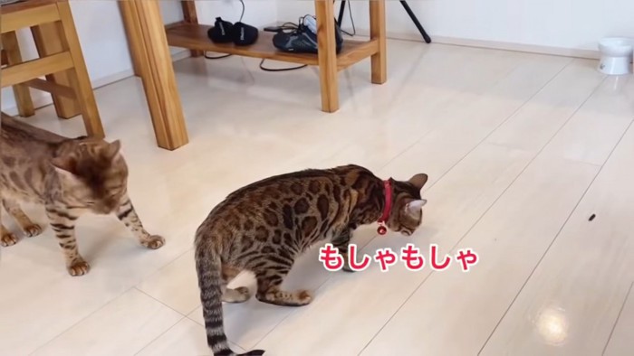 拾って食べる猫