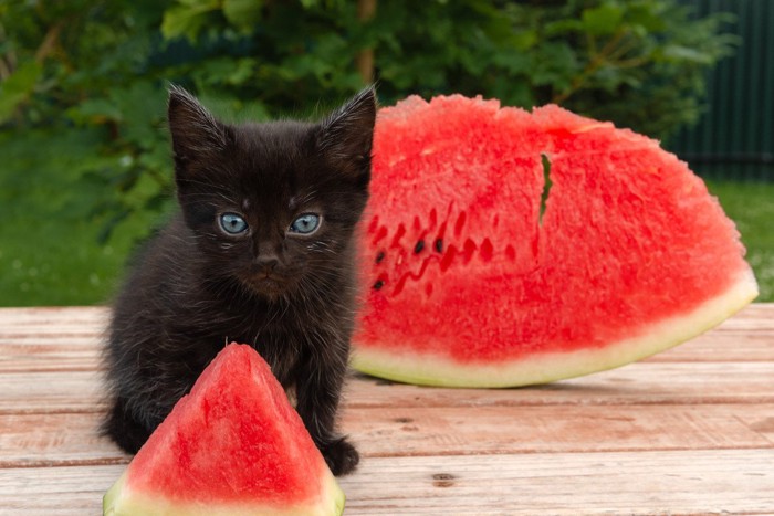 スイカと黒い子猫