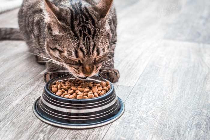 食事中の猫