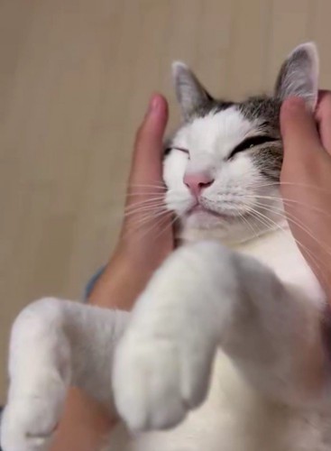 マッサージされている猫