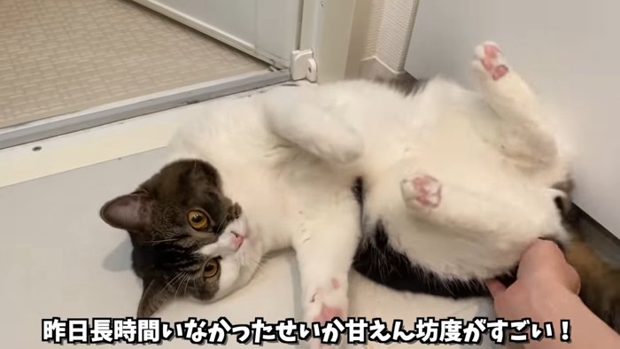 仰向けの猫