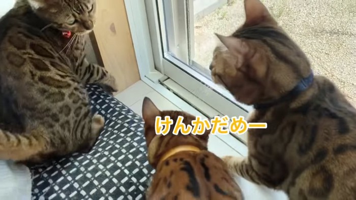 3匹の猫