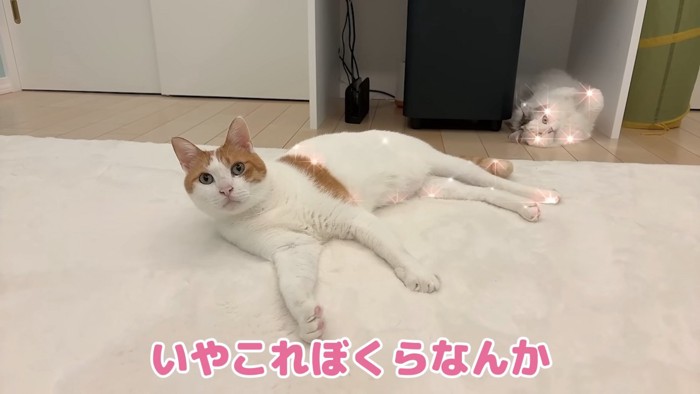 キラキラする2匹
