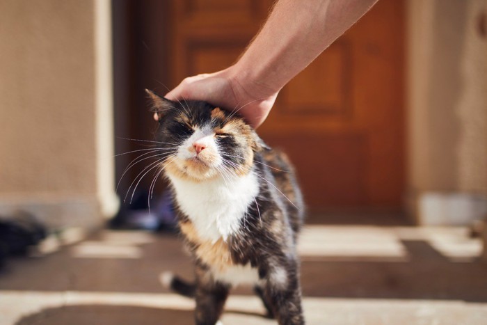 猫を優しく撫でる飼い主