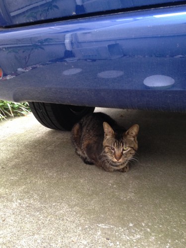 青い車と猫