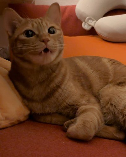 抗議の声をあげる猫