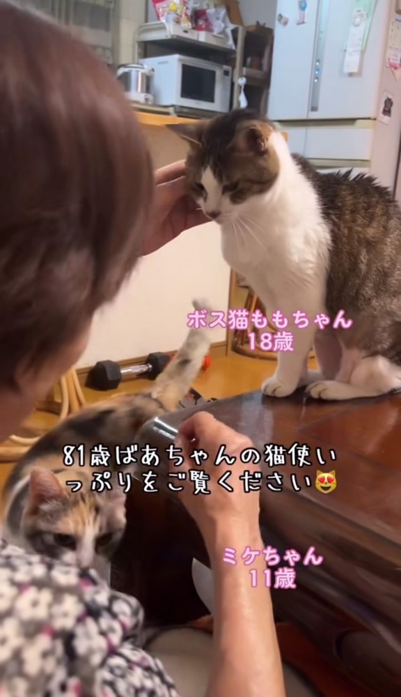 テーブルの横から歩いてくる三毛猫