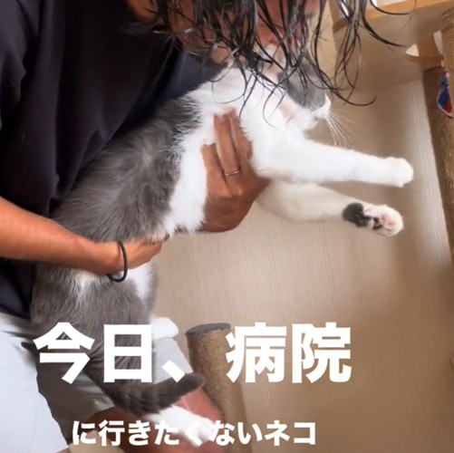 棒から手が離れる猫