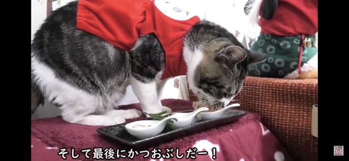 かつお節を食べる猫