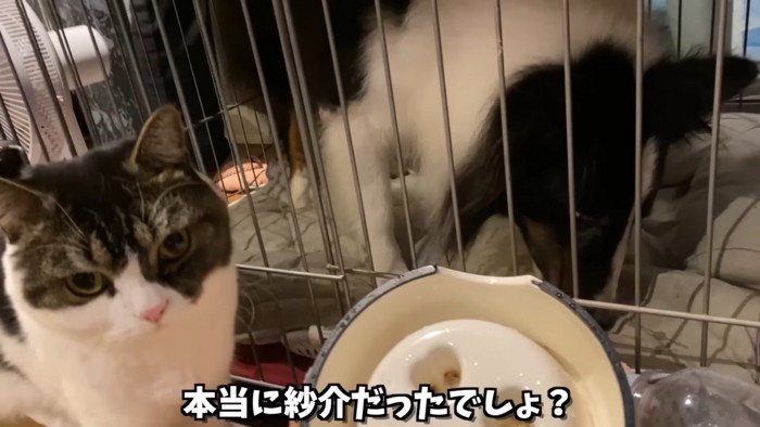 ケージの中にいる犬と隣にいる猫