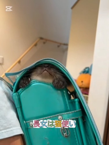 ランドセルに入る子猫