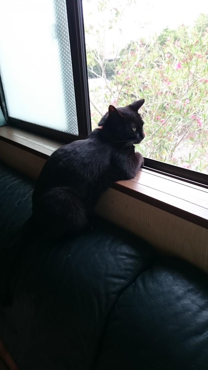 先輩猫ソラ♂3才