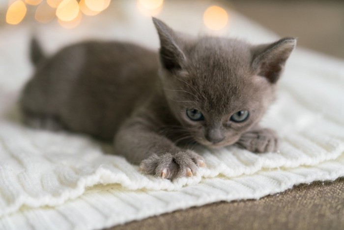 セーターに爪をたてている子猫