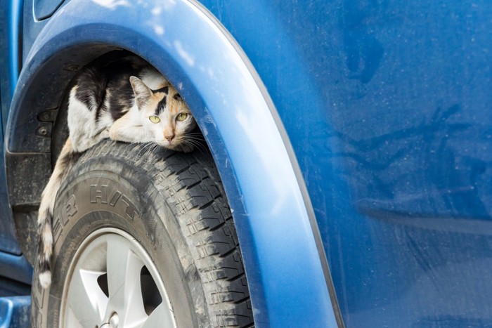 タイヤの上の猫