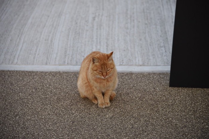 お辞儀する茶色猫