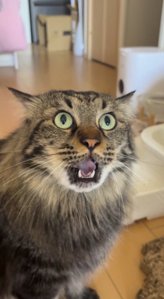 耳を横にしながら飼い主に鳴き声をあげる猫