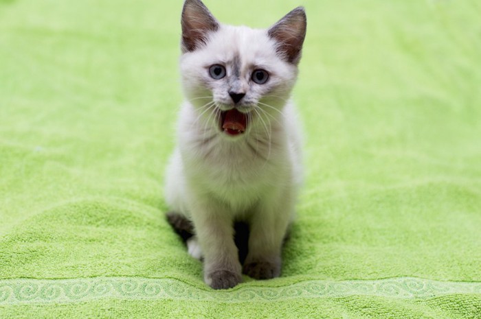 訴えるように鳴く子猫のシャム猫