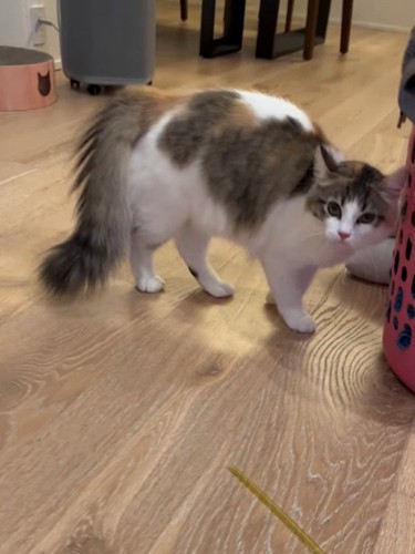 しっぽを膨らませて下げている猫