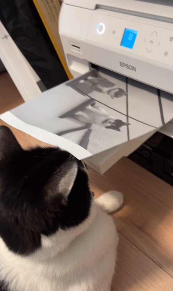 プリンター前に座る猫8