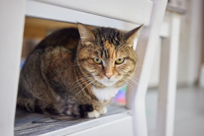 椅子からにらむ猫