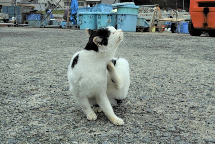 田代島の猫