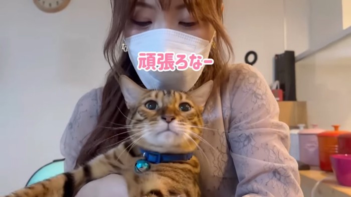 抱っこされる猫