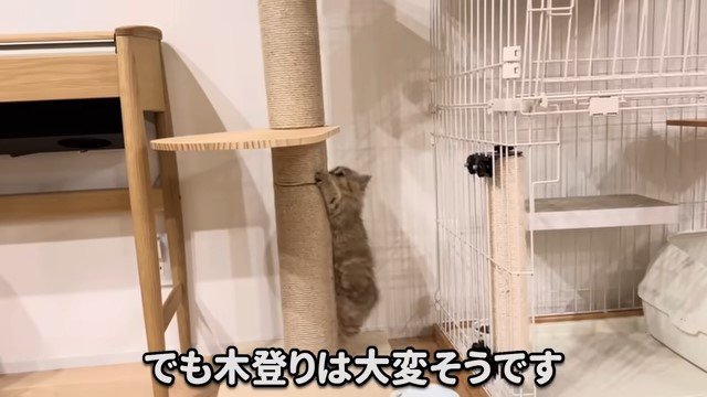 キャットタワーに登ろうとする子猫