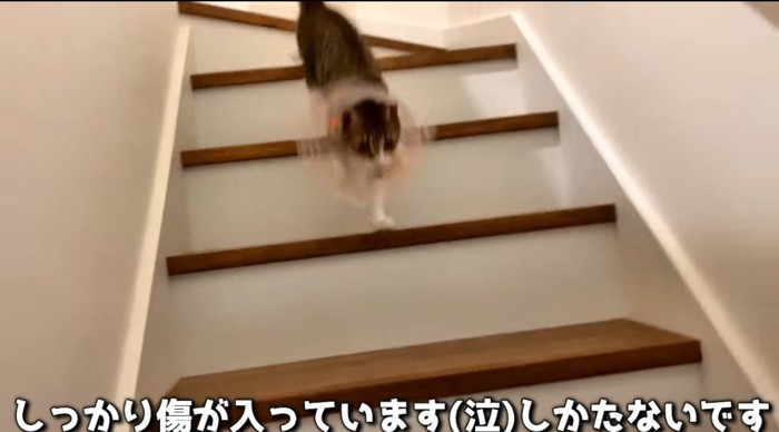 階段を降りる猫