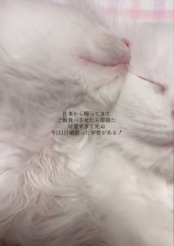 くっついて眠る子猫アップ2