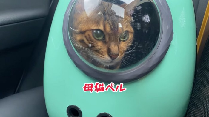 キャリーの中の猫