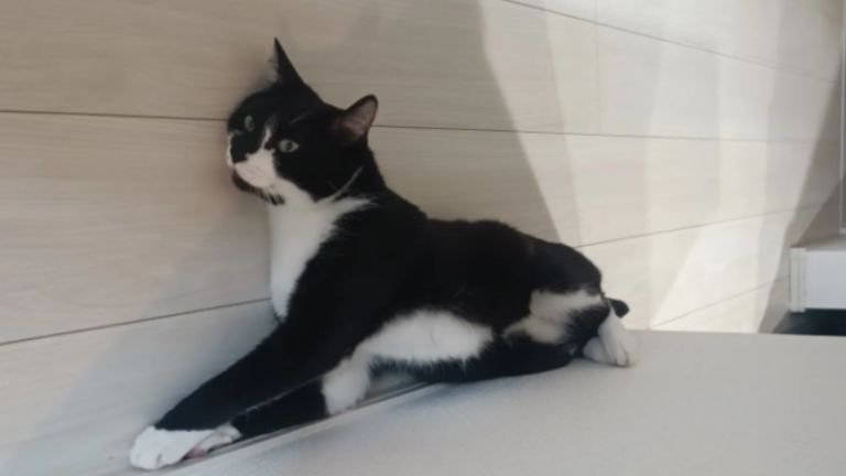 室内にいる猫