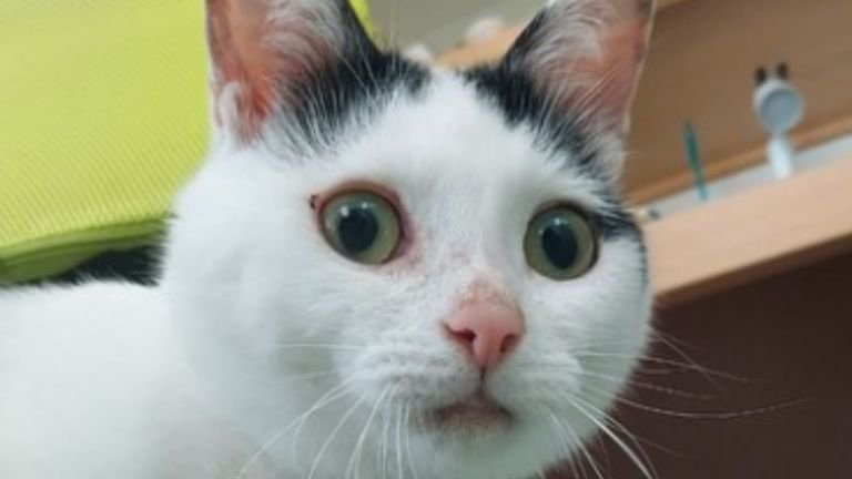室内にいる猫
