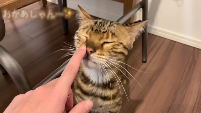 目を閉じる猫