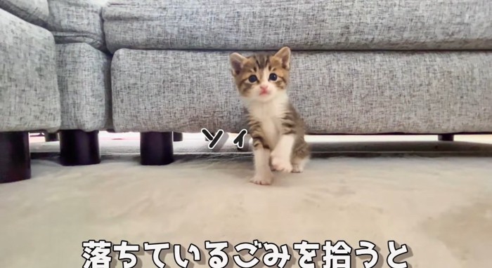 見つめる猫