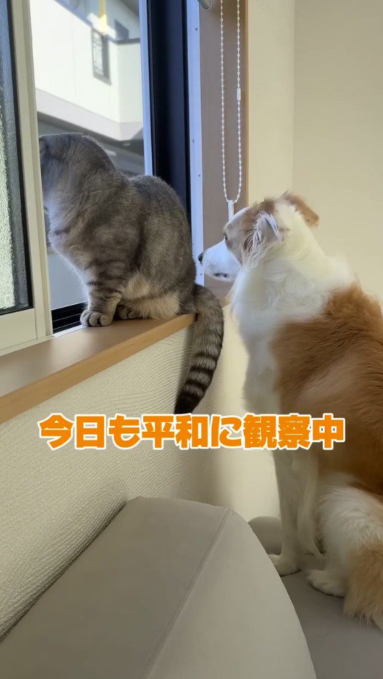 窓の外を眺める猫と犬