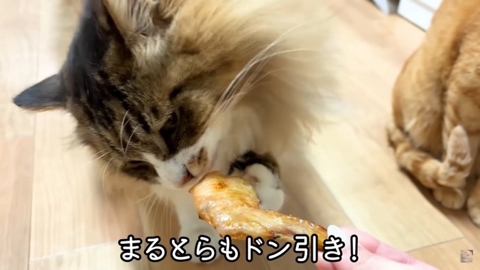 焼き鳥を食べる猫