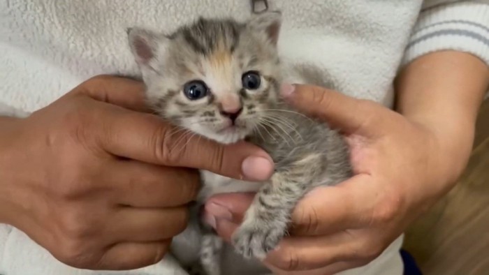 飼い主さんに抱っこされる猫